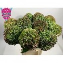 hortensia M ROY PRIDE CL - Vollering...