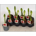amaryllis OV - Vreugdenhil Bulbs & Plants
