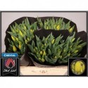 tulipe STRONG GOLD - Black Label Laan Tulips