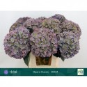 hortensia M ROY OPERA CL - Kwekerij Vicini
