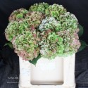 hortensia M CH VERENA CL - van Dijk...