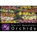 orchidé MI varié - Marcel Beemster Orchids