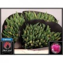 tulipe BARCELONA - Black Label Laan Tulips