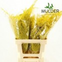 ASP OV KLB H% - Asparagus Mulder