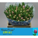 tulipe Katinka rose - PolderPride vdGulik