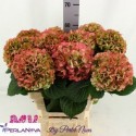 hortensia M MY Vienna blanc CL - PerlaNova