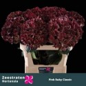 hortensia M MAG PI RUB CL - Zeestraten...