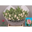 TU FR NEGLIGE - Triflor