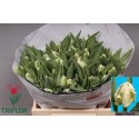 tulipe Super Parrot blanche - Triflor