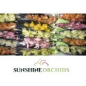 orchidé MI varié - Sunshine Orchids