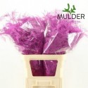 ASP OV KLB H% - Asparagus Mulder