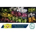 orchidé T varié - Theo Ammerlaan