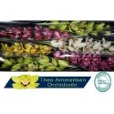 orchidé T varié - Theo Ammerlaan