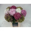 hortensia varié - W.G. vd Jagt & Zn BV