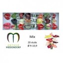 anthurium varié - AnthurMiddendorp
