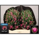 tulipe DOUBLE PRINCES - Black Label Laan...