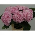 hortensia M CH VERENA - Fa G. Eveleens Gzn.