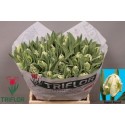tulipe Super Parrot blanche - Triflor