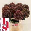hortensia M MAG PI RUB CL - H.S. Flowers BV