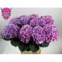 hortensia M ROY BENEFIT - A.L.A. Vollering
