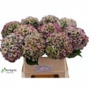 hortensia M ROYAL LOVE CL - De Hoge Es...