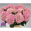 hortensia M ROY SYMPHO CL - Kwekerij Antonia