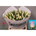 TU CO CROWN DYNASTY - Triflor