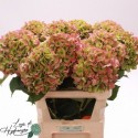 hortensia M CH VERENA CL - Lago di Hydrangea