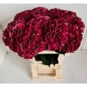 hortensia M MAG DARK RUBY - Sunny Orchids