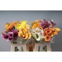 calla varies - Agriko