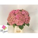 hortensia m royal kiss classic - Rith Flowers