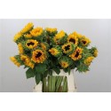 HELIANTHUS ORANGE FIRE - .