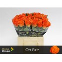 R GR ON FIRE - .