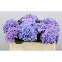 hortensia mac Royal Benefit - Pico Bello...