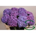 hortensia M CH RODEO PA - Sonneveld Hydrangea