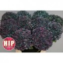 hortensia M CH PIMPERN CL - HIP-Holland