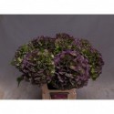 hortensia M CH VERE BL CL - Kw. De Tijningen