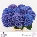 hortensia M CH PIMPERNEL - Peeters...