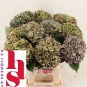 hortensia M CH RODEO CL - HS Flowers