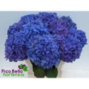 hortensia M CH PIMPERNEL - Pico Bello...