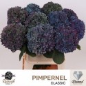 hortensia M CH PIMPERN CL - Rodewijk...