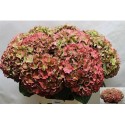 hortensia M CH RODEO CL - Horst Hortensia