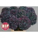 hortensia M CH PIMPERN CL - HIP-Holland