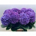 hortensia M CH RODEO PA - Kw.Joep van den...