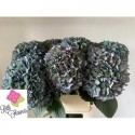 hortensia M CH PIMPERN CL - Rith Flowers