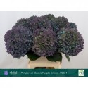 hortensia M CH PIMPERN CL - Kwekerij Vicini