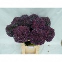 hortensia M CH PIMPERN CL - Happy...