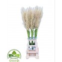 Cortaderia Pumila 120 - Mts AG & CA van Schie