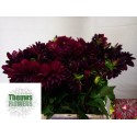 dahlia arabian night - Theuws Flowers