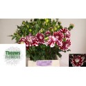 dahlia checkers - Theuws Flowers